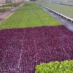 Piantine da Orto in Alveolo (30 piante minimo vendibile) | Ortaggi di Stagione Pronti al Trapianto