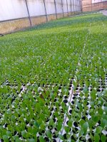 Piantine da Orto in Alveolo (30 pz) | Ortaggi di Stagione Pronti al Trapianto - immagine 2