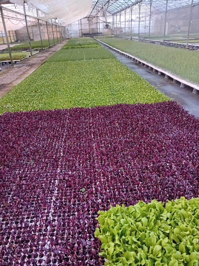 Piantine da Orto in Alveolo (30 pz) | Ortaggi di Stagione Pronti al Trapianto - immagine 1
