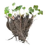 Fragole Kamila – Mazzetti di Radici Frigoconservate ad Alta Resa 10 pz