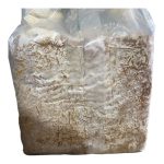 Balletta da circa 4Kg per Funghi Cardoncelli Eryngii – Coltivazione Facile e Alta Produzione in Casa o Serra