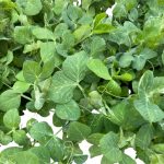 PIANTINE DA ORTO IN ALVEOLO 4–5 cm – Fava, Piselli, Aglio, Fragole, Pomodori, Melanzane, Peperoni e altri ortaggi (min. 5 piante per varietà)