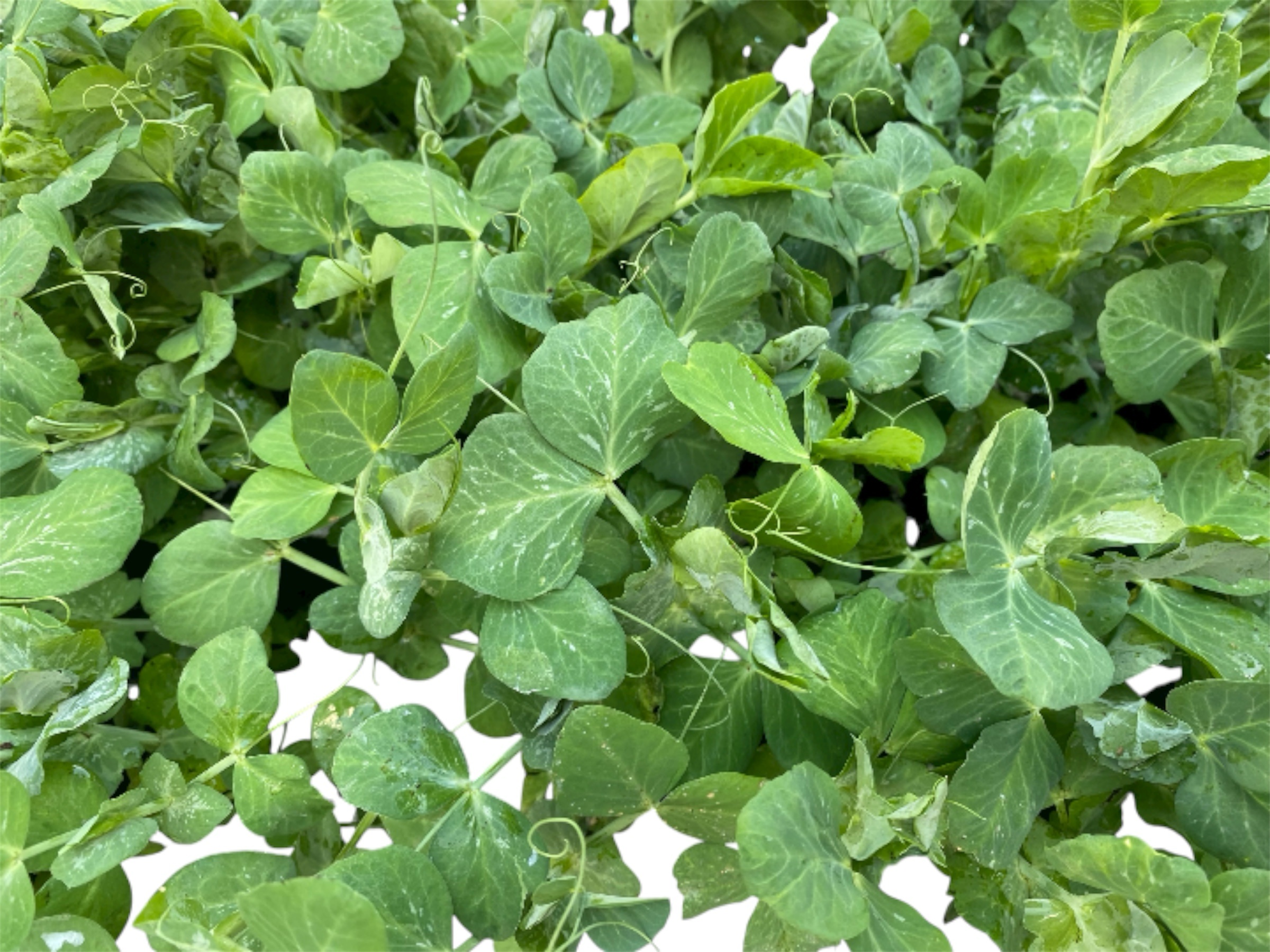 photoroom_20251108_120139-2 PIANTINE DA ORTO IN ALVEOLO 4–5 cm – Fava, Piselli, Aglio, Fragole, Pomodori, Melanzane, Peperoni e altri ortaggi (min. 5 piante per varietà) - immagine 1